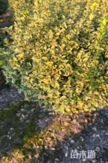 冠幅130厘米金边黄杨球