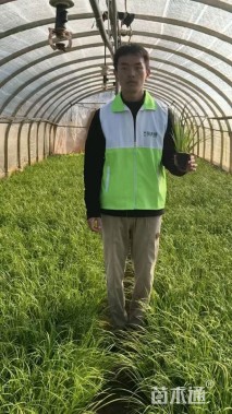 高度20厘米金叶菖蒲