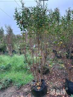 2公分红火球紫薇