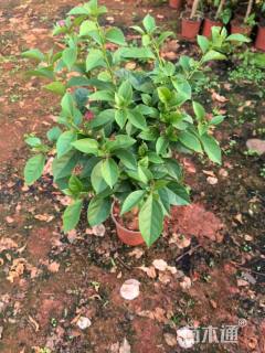 高度40厘米三角梅