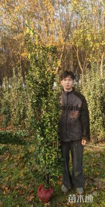 高度200厘米北海道黄杨柱