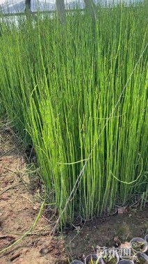 高度50厘米木贼