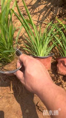 高度25厘米萱草