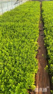 高度25厘米蓝雪花