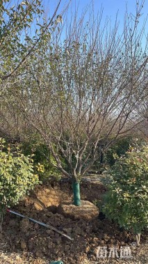 15公分骨里红梅