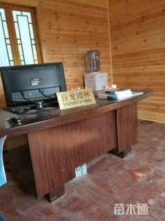 高度60厘米大叶黄杨