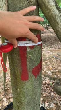 高度800厘米紫荆