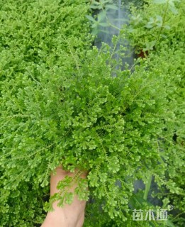 高度10厘米翠云草