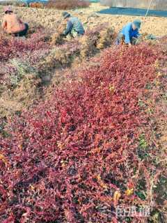 50厘米小叶扶芳藤