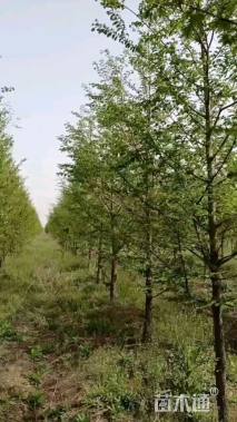 高度150厘米水杉小苗