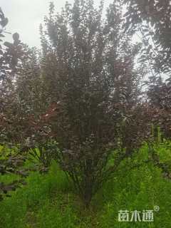 高度450厘米丛生紫叶李