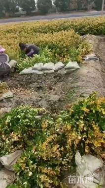 高度60厘米金森女贞小苗