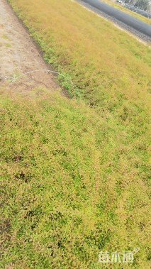 高度40厘米喷雪花