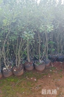 高度150厘米大叶黄杨