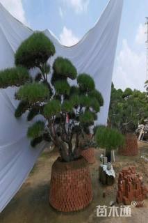 27公分造型黑松