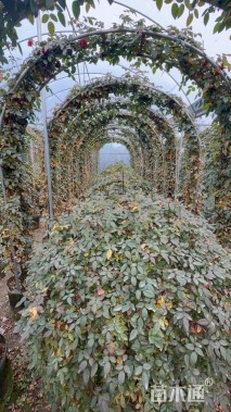 高度10厘米月季