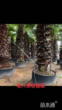 裸干高300厘米棕榈