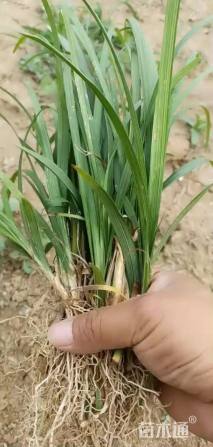 高度20厘米麦冬