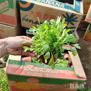 高度20厘米冰岛虞美人