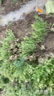 高度35厘米小叶栀子