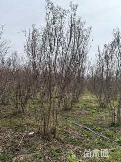 高度300厘米丛生紫薇