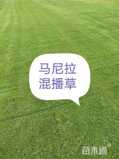 草卷状马尼拉草