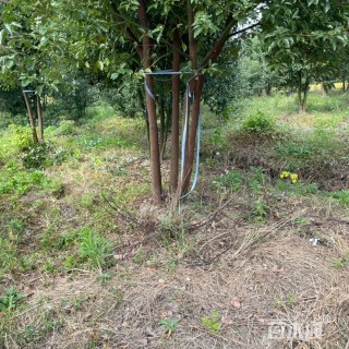 原生苗丛生香樟