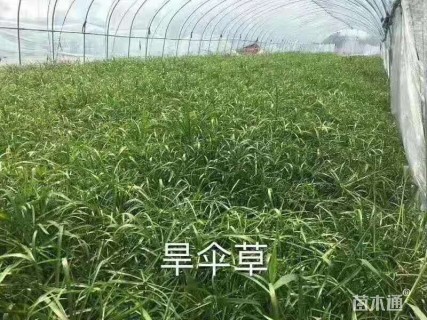 旱伞草