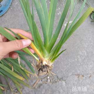 高度30厘米水生鸢尾