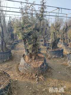 高度1厘米金弹子