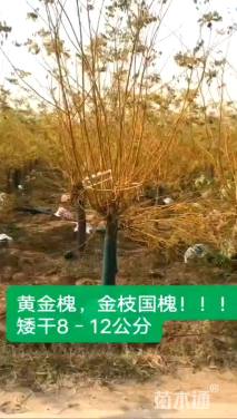 8公分矮杆金枝槐