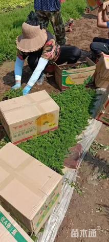 高度10厘米芝樱