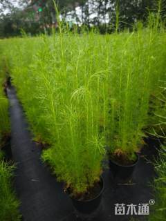 高度35厘米假蒿