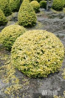 2公分造型川滇蜡树