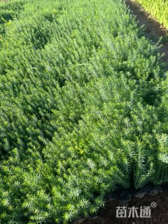 高度20厘米宿根亚麻