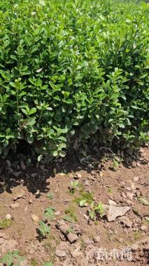 高度30厘米瓜子黄杨小苗