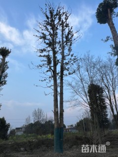 82公分金丝楠木