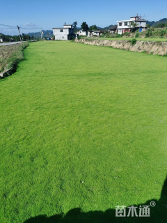 草卷状马尼拉草