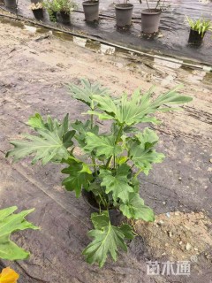 高度35厘米春羽