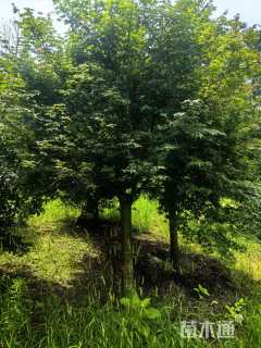 高度250厘米三季红红枫