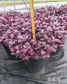 高度15厘米莲子草