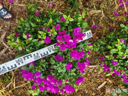 高度70厘米紫花三角梅