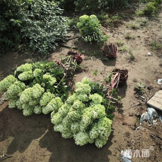 高度100厘米木绣球