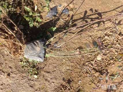 40厘米小叶扶芳藤