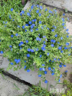 蓝星花