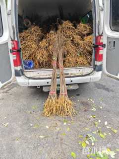 高度50厘米鸡脚连