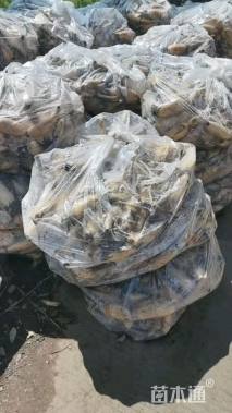 高度30厘米荷花