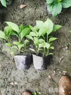 高度35厘米八仙花绣球