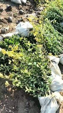 高度40厘米卫矛