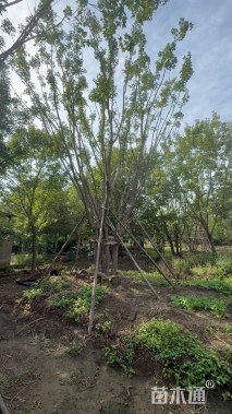 高度900厘米丛生元宝枫